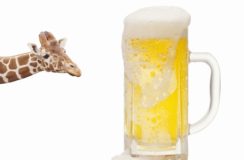 キリンホールディングスの配当のイメージ