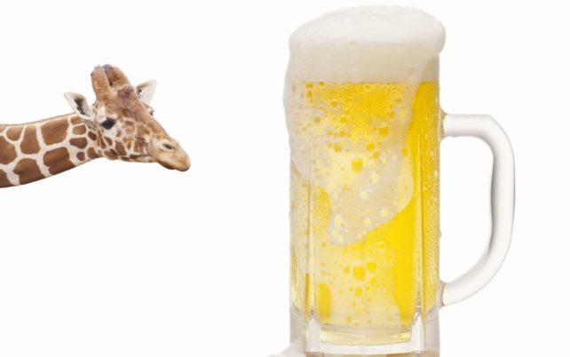 キリンホールディングスの配当のイメージ