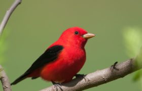 すかいらーくの配当金はいくら?配当時期や利回り、株主優待について解説